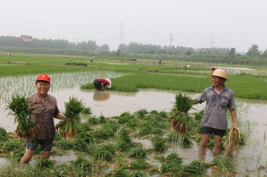 殺蟲劑廠家，殺菌劑，沖施肥，葉面肥，植物生長調(diào)節(jié)劑，農(nóng)藥廠家