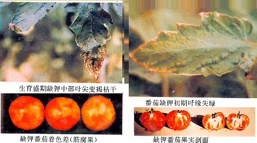 葉面肥廠家與您講解鉀肥對(duì)植物生長(zhǎng)有何影響？